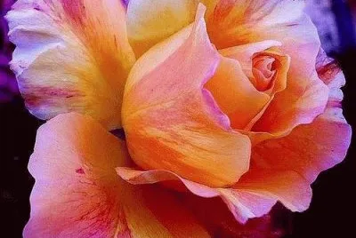 Rose Simply Stunning jigsaw puzzle
