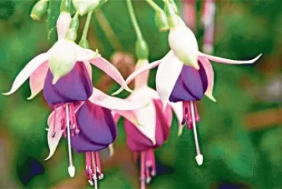 fuchsia