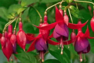 fuchsia
