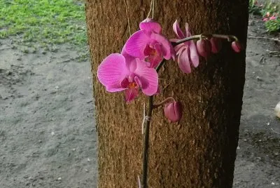 ORQUIDEA