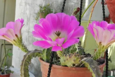 ECHINOCEREUS PENTALOPUS FLORECIDO
