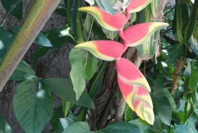 FLOR DE BANANA PARAGUAYA