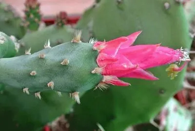 OPUNTIA DEJECTA