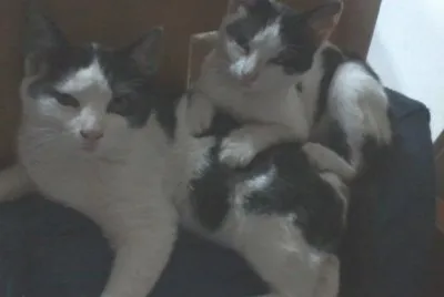 LOS MICHIS DE MI MAMA