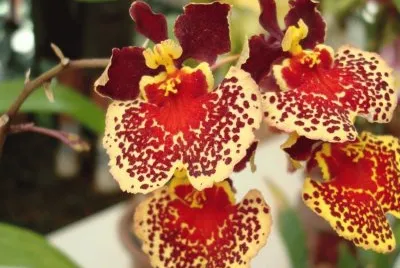 פאזל של OrquÃ­dea  Oncidium variegatium