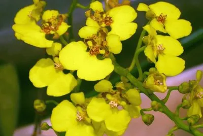 פאזל של OrquÃ­dea Chelyorchis ampliata