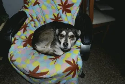 פאזל של BANDIDO DESCANSANDO