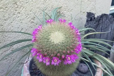 CORONITA DE MAMMILLARIA