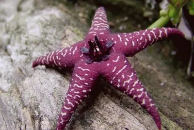 FLOR DE HUERNIA 2