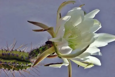 FLOR REYNA DE LA NOCHE 2