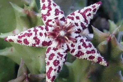 FLOR DE HUERNIA 3