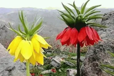 FLORES EXOTICAS