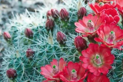 CACTUS FLORECIDO