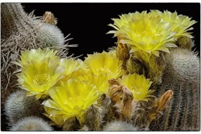 CACTUS CON FLORES AMARILLAS