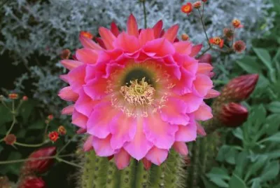 CACTUS FLORECIDO