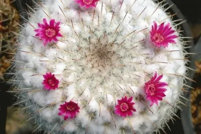 פאזל של flores