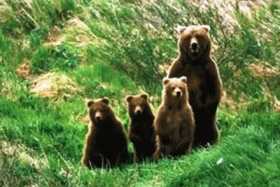 פאזל של mom #155