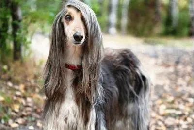 פאזל של sophisticated