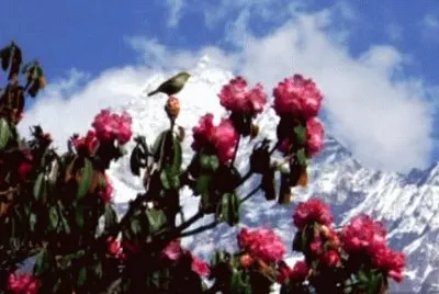 פאזל של alpine meadow