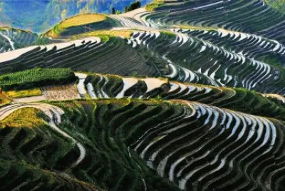 Rice Fields jigsaw puzzle