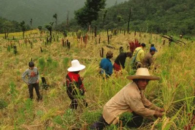 Rice Harvest jigsaw puzzle