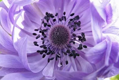 fleurs: anÃ©mone