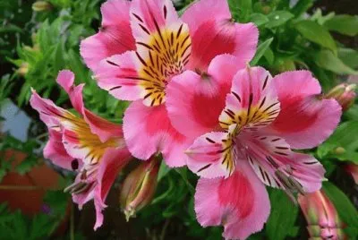 fleurs: alstomÃ©ria
