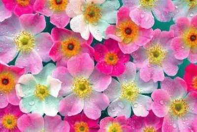 fleurs: