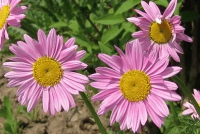 tanacetum