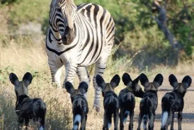 zebras