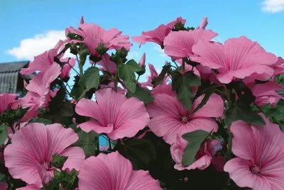 flor