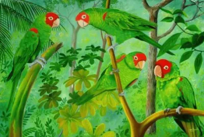 papagaios