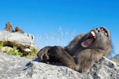 BABUBUIN SOÃ‘OLIENTO