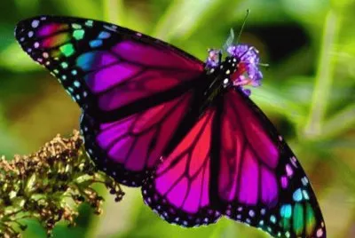 mariposa