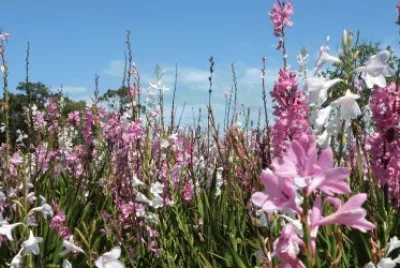FLORES