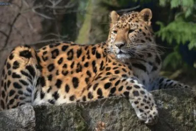 LEOPARDO