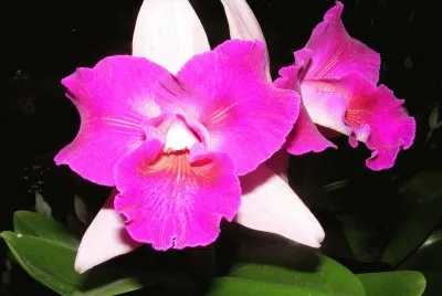 OrquÃ­dea