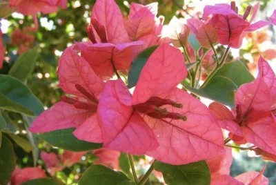 Bougainvillea