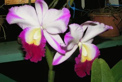 OrquÃ­dea