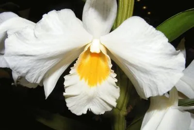 OrquÃ­dea