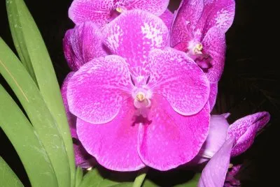 OrquÃ­dea