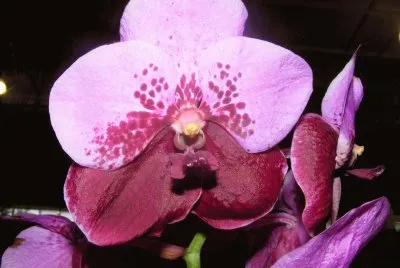 OrquÃ­dea