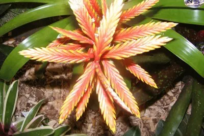 BromÃ©lia