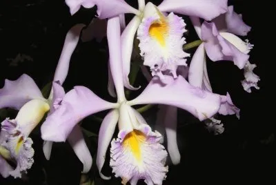 OrquÃ­dea