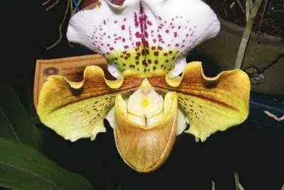 OrquÃ­dea