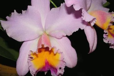 OrquÃ­dea