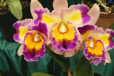 OrquÃ­dea