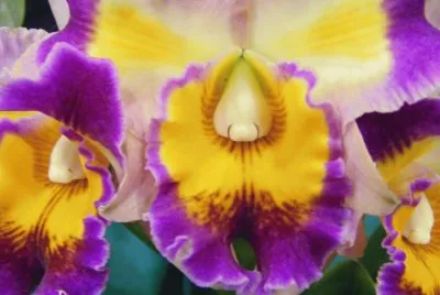 OrquÃ­dea