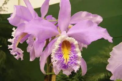 OrquÃ­dea