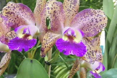 OrquÃ­dea